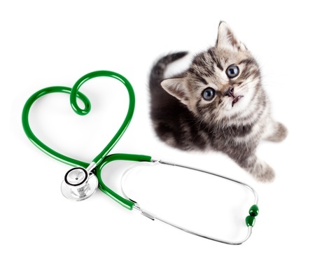 Cat with stetoskop
